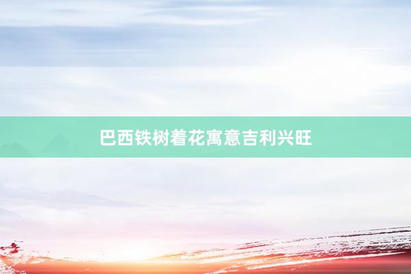 巴西铁树着花寓意吉利兴旺